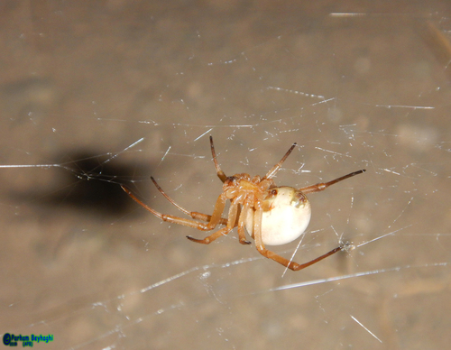 White Widow Spider