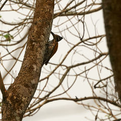 Chrysocolaptes guttacristatus