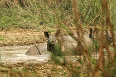 Rhinoceros unicornis