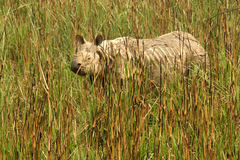 Rhinoceros unicornis