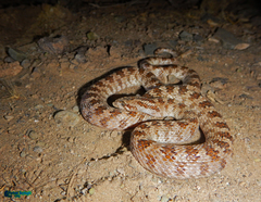 Lytorhynchus ridgewayi