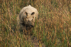Rhinoceros unicornis