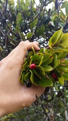 Syzygium sandwicense