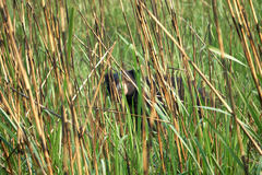 Melursus ursinus ursinus