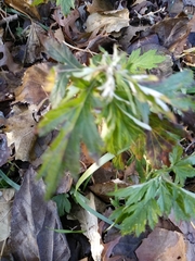 Artemisia vulgaris