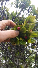 Syzygium sandwicense
