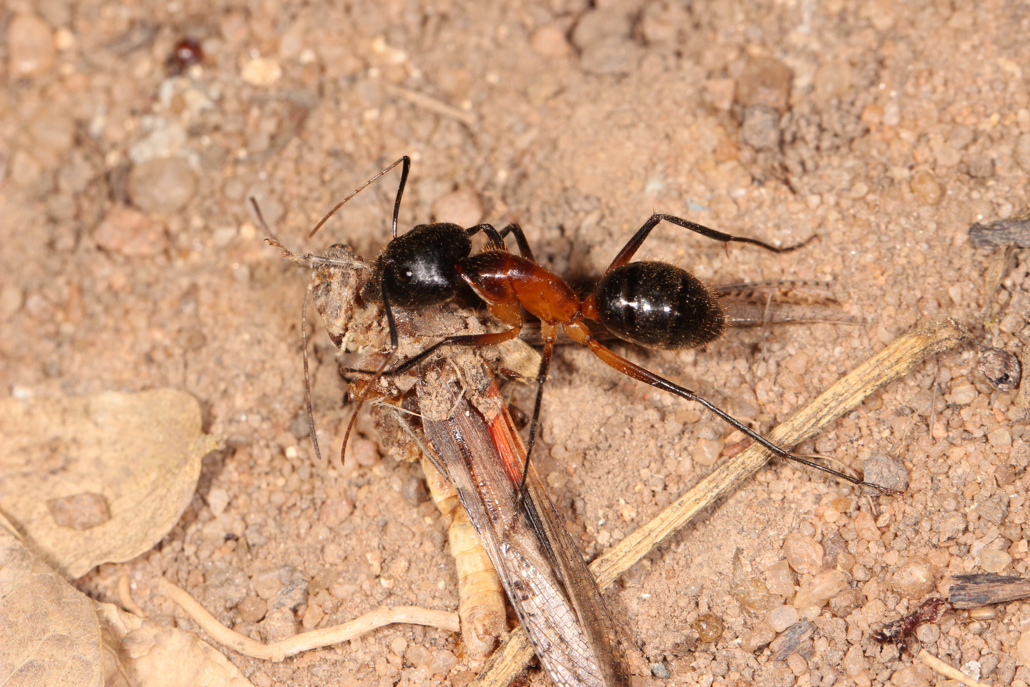 Camponotus roeseli
