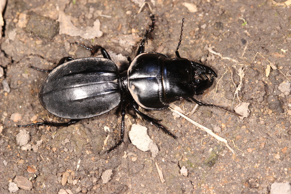 Crepidopterus pipitzii