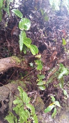 Smilax melastomifolia