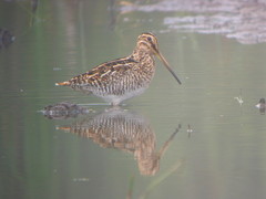 Gallinago magellanica