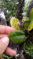 Syzygium sandwicense