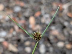 Ken-ichi Ueda, CC BY, iNaturalist via GBIF Cyperus melanostachyus, photograph Ken-ichi Ueda, CC BY, iNaturalist via GBIF