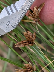 Ken-ichi Ueda, CC BY, iNaturalist via GBIF Cyperus melanostachyus, photograph Ken-ichi Ueda, CC BY, iNaturalist via GBIF