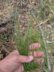Ken-ichi Ueda, CC BY, iNaturalist via GBIF Cyperus melanostachyus, photograph Ken-ichi Ueda, CC BY, iNaturalist via GBIF