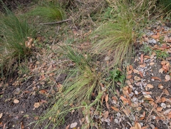 Ken-ichi Ueda, CC BY, iNaturalist via GBIF Cyperus melanostachyus, photograph Ken-ichi Ueda, CC BY, iNaturalist via GBIF