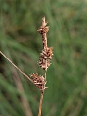Carex serratodens, photograph (c) Ken-ichi Ueda, some rights reserved (CC BY)