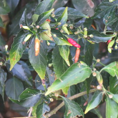 Capsicum annuum glabriusculum