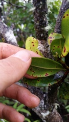 Syzygium sandwicense