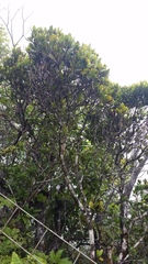 Syzygium sandwicense