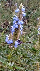 Salvia uliginosa
