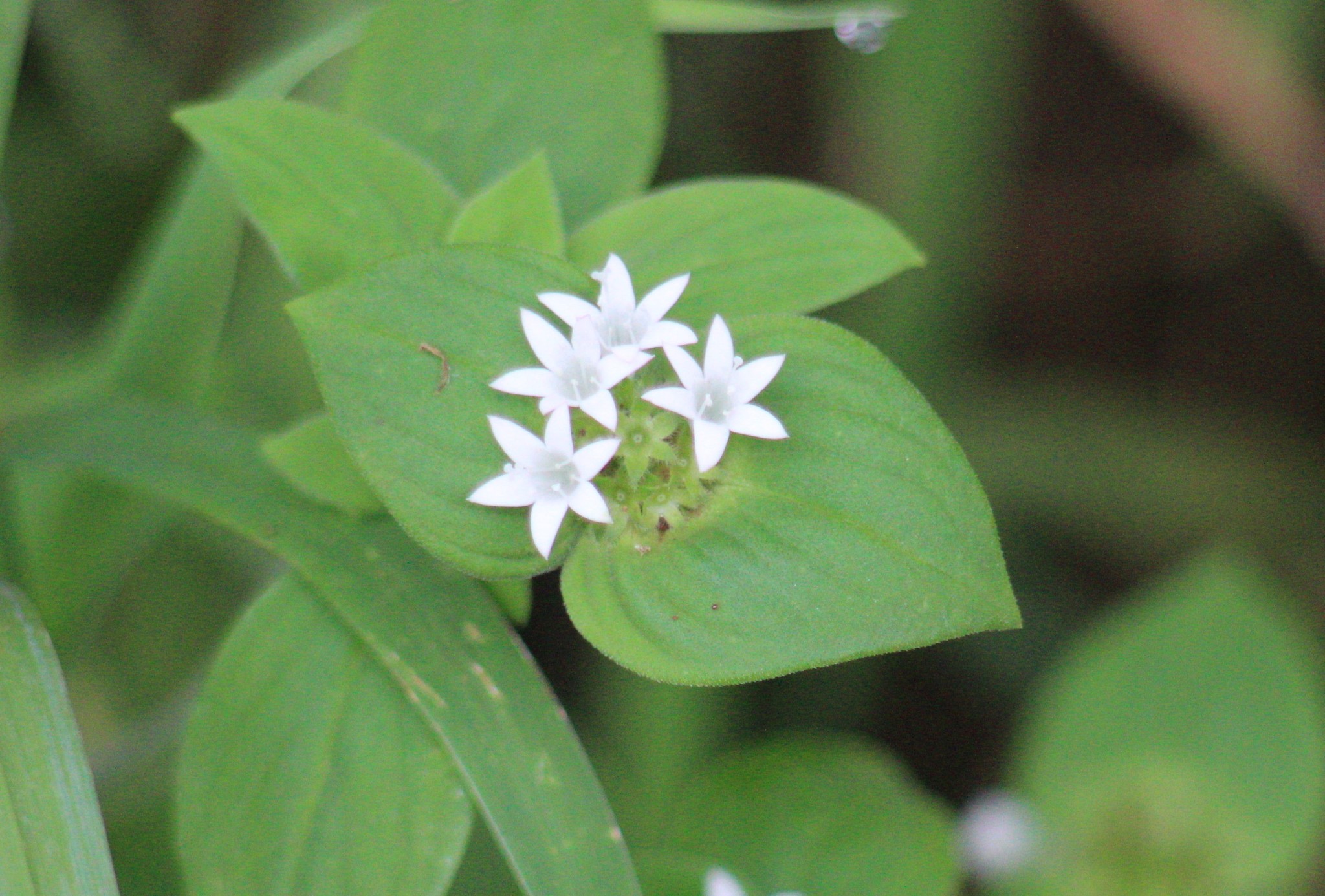 Richardia brasiliensis
