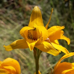 Chloraea gavilu