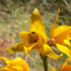 Chloraea gavilu