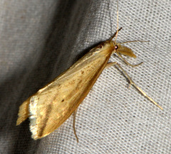 Donacaula melinellus