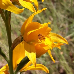 Chloraea gavilu