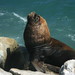 South American Sea Lion - Photo (c) admss, some rights reserved (CC BY-NC), uploaded by admss