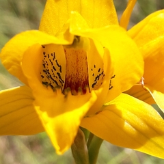 Chloraea gavilu