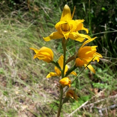 Chloraea gavilu