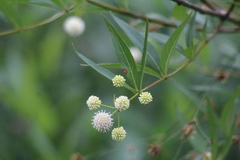 Cephalanthus