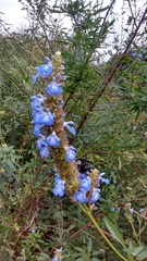 Salvia uliginosa
