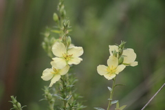 Ludwigia sericea