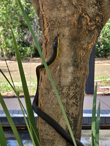 Common Tree Snake sighting