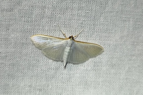 Jasmine Moth, IJmuiden, Netherlands, photo 10 of 10