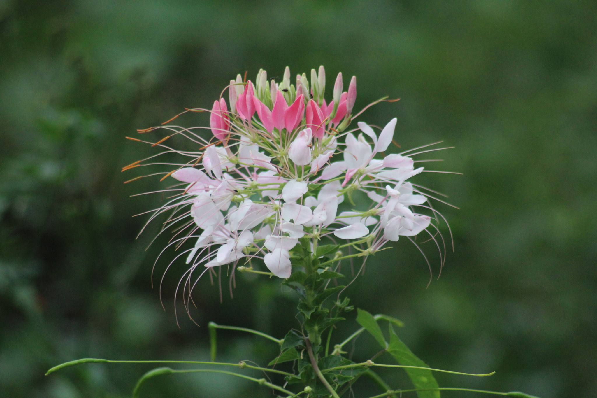 Cleome houtteana