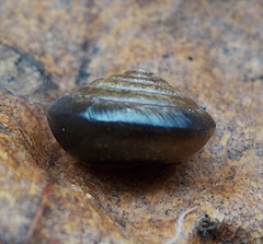 Perforatella bidentata