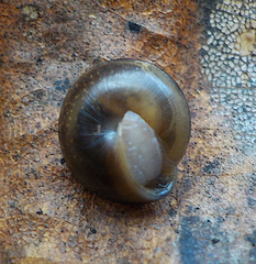 Perforatella bidentata