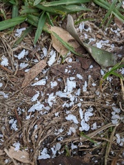 Eucalyptolyma maideni