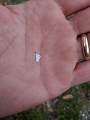 Eucalyptolyma maideni