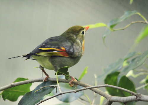 Red-billed Leiothrix