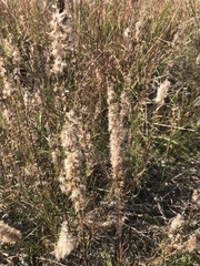 Liatris pycnostachya