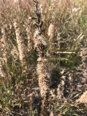 Liatris pycnostachya