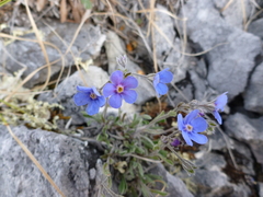 Myosotis alpestris