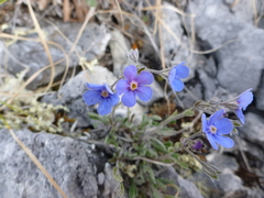 Myosotis alpestris
