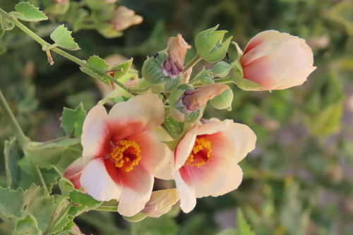 Chinese bell flower (Abutilon pycnodon)