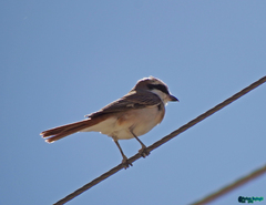 Lanius phoenicuroides