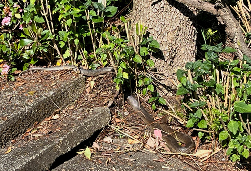 Eastern Brown Snake sighting